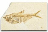 Detailed Fossil Fish (Diplomystus) - Wyoming #357611-1